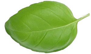 Liść bazylii, jasnozielony