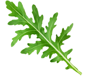 Liść rukoli, klapowany, z białym nerwem centralnym