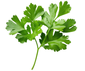 Natka pietruszki, kędzierzawa, pierzasta