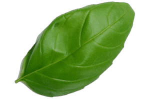 Liść bazylii